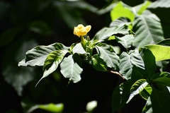 Tabernaemontana hannae