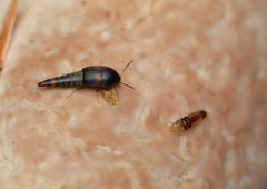 Sepedophilus bisignatus