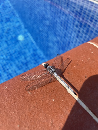 Epaulet Skimmer
