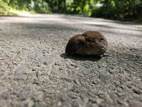 Pine Vole
