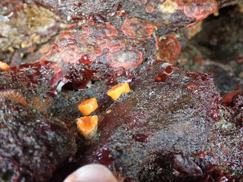 Balanophyllia elegans