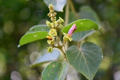 Amphilophium paniculatum
