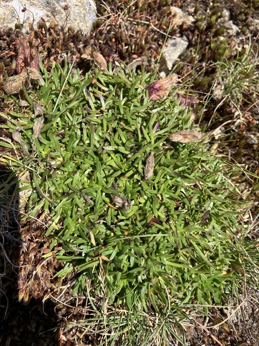Image of Saponaria pumila by no rights reserved