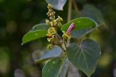 Amphilophium paniculatum