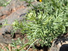 Artemisia michauxiana