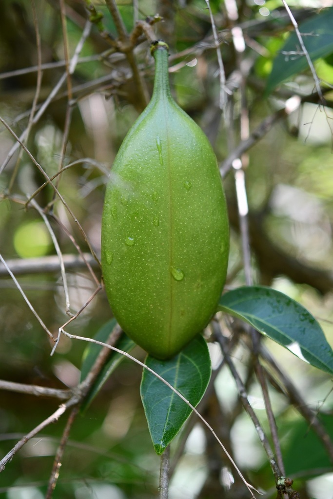 Anemopaegma puberulum