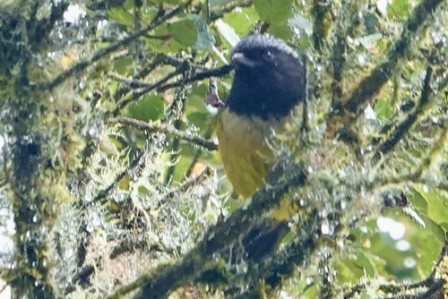 Buff-banded Mountain Tanager (Dubusia taeniata), photo 8