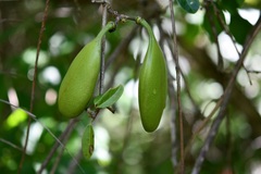 Anemopaegma puberulum