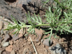 Artemisia michauxiana