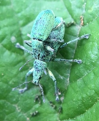 Polydrusus planifrons