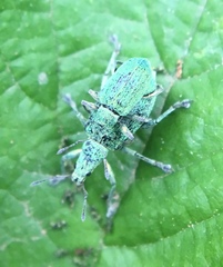 Polydrusus planifrons