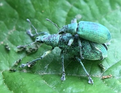 Polydrusus planifrons