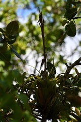 Tillandsia belloensis