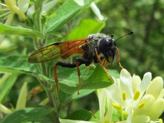 Trichiosoma triangulum