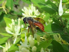 Trichiosoma triangulum