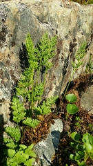 Cryptogramma sitchensis