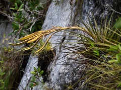 Tillandsia beutelspacheri