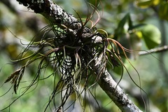 Tillandsia butzii