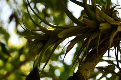 Tillandsia capitata