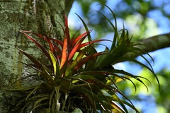 Tillandsia capitata