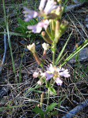 Silene occidentalis