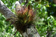 Tillandsia compressa