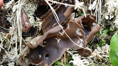 Dissingia leucomelaena