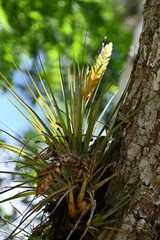 Tillandsia compressa