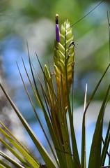 Tillandsia compressa