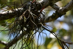 Tillandsia butzii