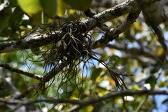 Tillandsia butzii