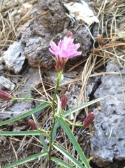 Stephanomeria lactucina
