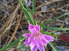 Stephanomeria lactucina