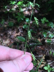 Carex castanea