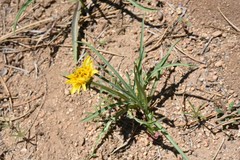 Nothocalais alpestris