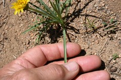 Nothocalais alpestris