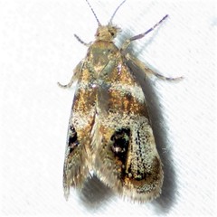 Prochoreutis extrincicella