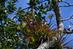 Tillandsia zoquensis