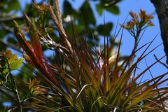 Tillandsia zoquensis