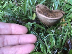 Tylopilus brunneus