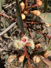 Eucalyptus cosmophylla