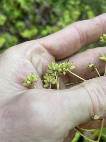 Image of Tennessee Tassel Rue (Trautvetteria fonticalcarea) by (c) Scott Ward, some rights reserved (CC BY)