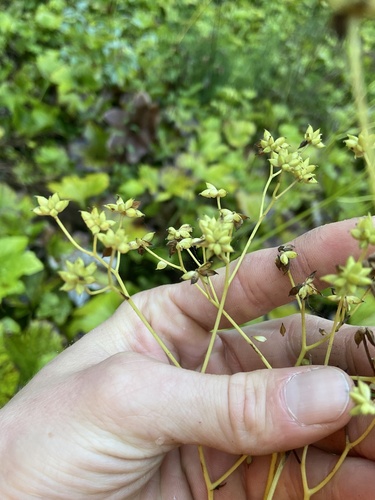 Image of Trautvetteria fonticalcarea by (c) Scott Ward, some rights reserved (CC BY)