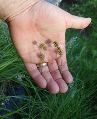 Carex serratodens