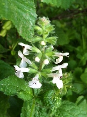 Stachys ajugoides
