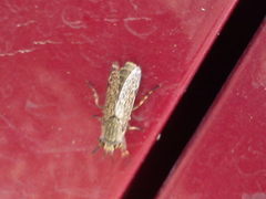 Haematopota pluvialis