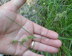 Carex serratodens