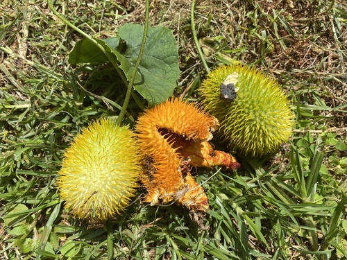 Momordica foetida