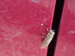 Haematopota pluvialis