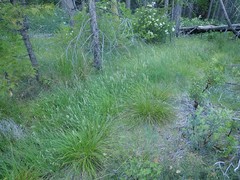 Carex mendocinensis